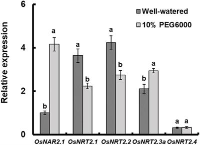 OsNAR2.1 Positively Regulates Drought Tolerance and Grain Yield Under Drought Stress Conditions in Rice